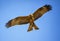 Black kite, Milvus migrans in flight in Senegal, Africa. Close up photo of big eagle. He carries a twig in his claw It is wildlife