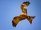 Black kite Milvus migrans in flight in Senegal, Africa. Close up photo of big eagle. It is wildlife photo. There is blue sky