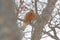 Black kite, Milvus migrans, sitting on the tree with snow winter. Snowy day. Bird of prey in habitat. Winter Japan Nature.