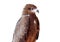 Black kite Pariah kite Milvus migrans