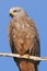 Black kite perched on a branch