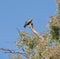 Black kite perched in tree