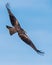 Black kite soaring through a bright blue sky, wings spread wide