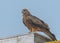 Black Kite on a wall Portrait