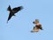 Black Kites in flight