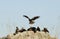 black kites perched on a rock