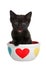 black kitten with blue eyes looking directly at viewer mouth open, sitting in a porcelain bowl with hearts on