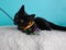 Black Kitten Cat Lying Down Playing Toy String Biting Wearing Bow Tie Yellow Flower Portrait Pet Cute Costume String Fluffy Blue