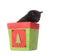 Black kitten in Christmas container