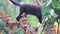 Black kitten climbs on a plum tree
