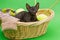 Black kitten Cornish Rex in the basket of knitting, on a green b