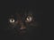 Black kitten eyes glow in the dark