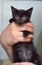 Black kitten in hands