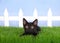 Black kitten laying in green grass looking up, white picket fence behind