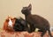 black kitten licking white nose of a red guinea pig