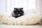 black kitten nestled in a white fluffy pillow