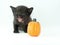 Black kitten with a pumpkin