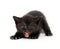 Black kitten ready to attack