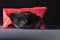 Black kitten in red gist bag