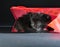Black kitten in red gist bag