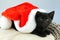 Black kitten with Santa Claus hat.