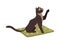 Black kitten sitting on mat raising paw