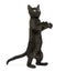 Black kitten standing on hind legs, playing, looking up