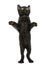 Black kitten standing on hind legs, playing, looking up