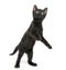 Black kitten standing on hind legs, playing, looking up