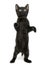 Black kitten standing on hind legs, playing, looking up