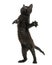 Black kitten standing on hind legs, playing, looking up