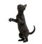 Black kitten standing on hind legs, playing, looking up