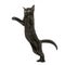 Black kitten standing on hind legs, reaching, pawing up