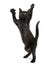 Black kitten standing on hind legs, reaching, pawing up