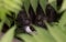 Black kitten with a white muzzle and expressive gaze hid in green bushes