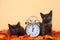 Black kittens in autumn leaves with clock, daylight savings concept