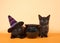 Black kittens next to cauldron, one wearing witch hat