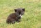 Black kittie with blue eyes