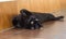 Black kitty domestic cat upside down