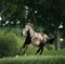 Black kladrub stallion runs free in summer meadow