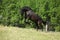 Black kladruber horse jumping in past blossom dandelions