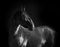 Black kladruber horse portrait isolated on black monochrome port