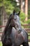 Black Kladruber horse portrait in pines forest