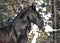 Black Kladruber horse portrait in winter