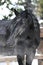 Black Kladruber horse portrait in winter