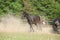 Black kladruber horse running in the dust