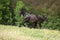 Black kladruber horse running in past blossom dandelions