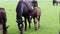 Black kladrubian horse, mare with foal