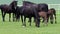 Black kladrubian horse, mare with foal