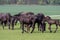 Black kladrubian horse, mare with foal